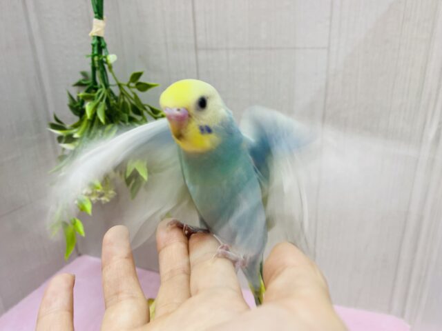 セキセイインコ