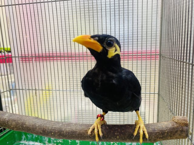 九官鳥（キュウカンチョウ）