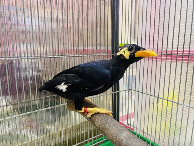 九官鳥（キュウカンチョウ）