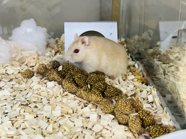 キャンベルハムスター