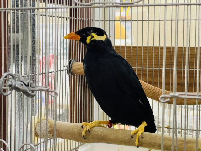 九官鳥（キュウカンチョウ）