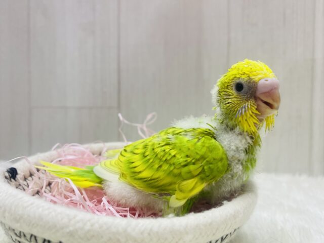 セキセイインコ