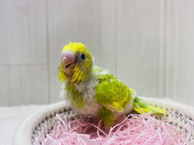 セキセイインコ