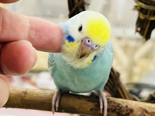 セキセイインコ