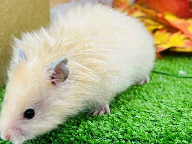 ゴールデンハムスター