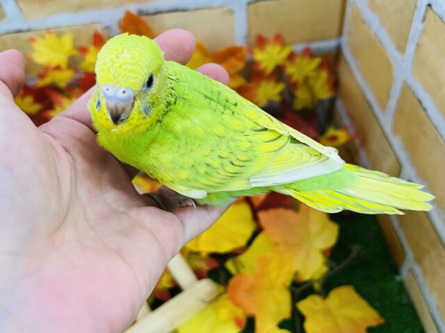 セキセイインコ