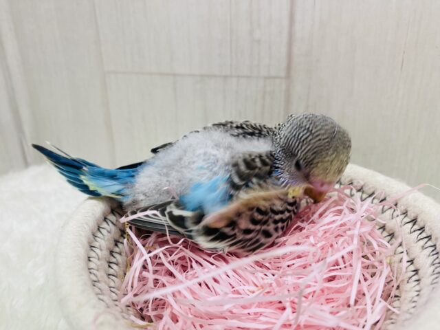 セキセイインコ