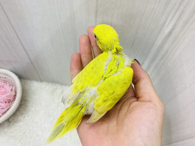 セキセイインコ