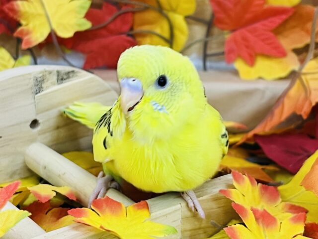 セキセイインコ