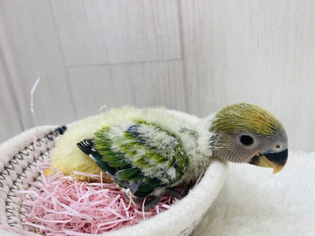 コザクラインコ（小桜インコ）