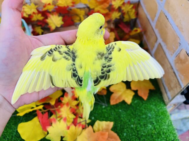 セキセイインコ