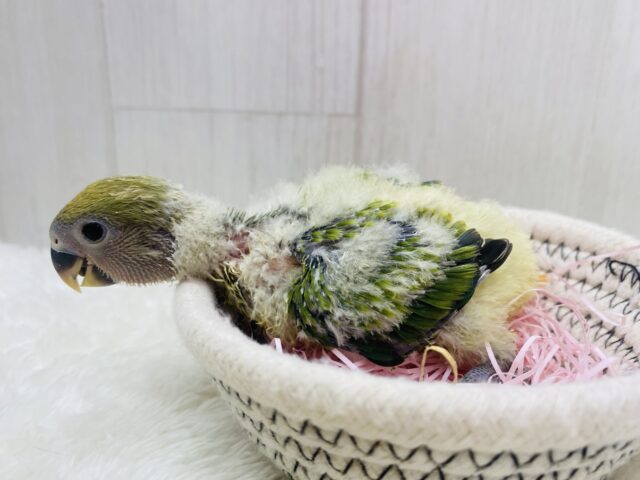 コザクラインコ（小桜インコ）