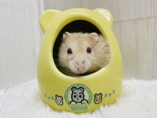 キャンベルハムスター