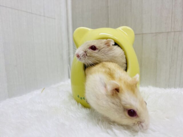 キャンベルハムスター