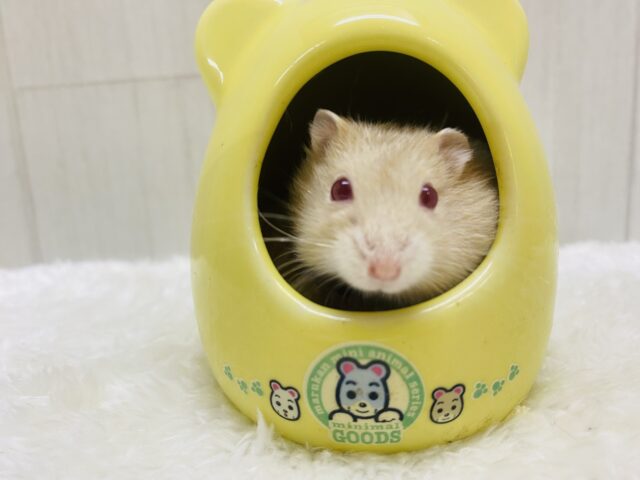 あと1匹❗️ルビーアイ❤️𓈒𓏸優しく見守ってね♪♪キャンベルハムスター🐹