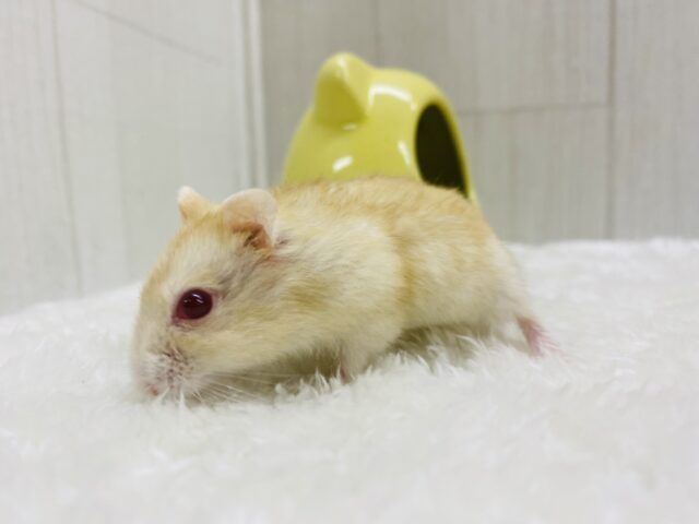 キャンベルハムスター