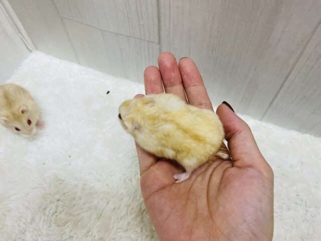 キャンベルハムスター