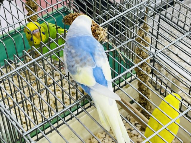 セキセイインコ