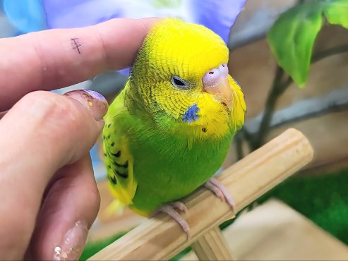 セキセイインコ