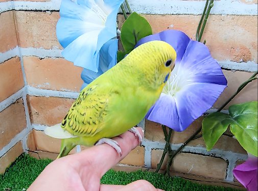 セキセイインコ