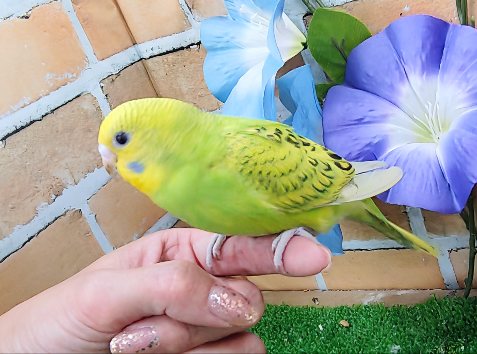 セキセイインコ