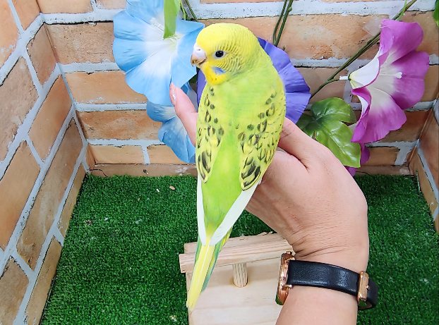 セキセイインコ