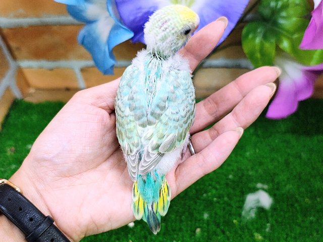 セキセイインコ