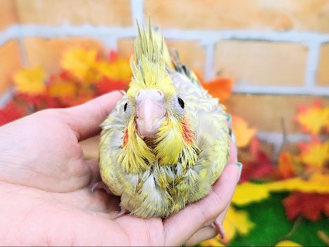 オカメインコ