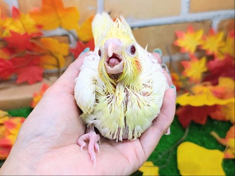オカメインコ