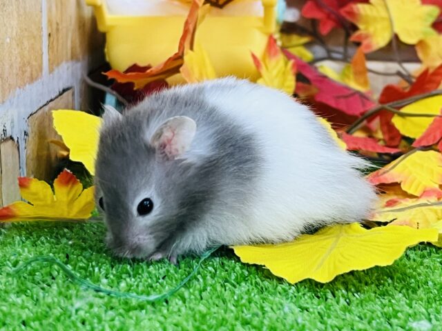 ゴールデンハムスター