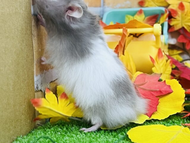 ゴールデンハムスター