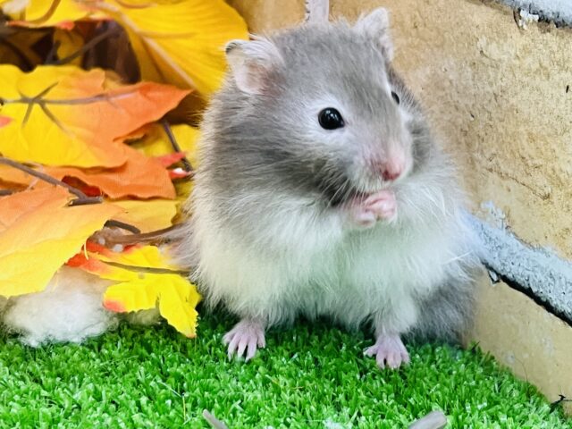 ゴールデンハムスター