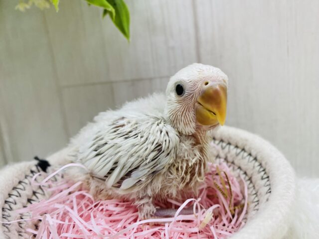 コザクラインコ（小桜インコ）