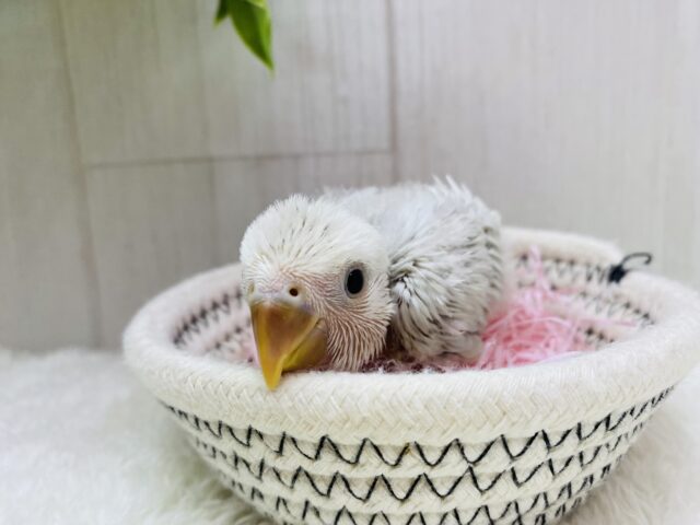 コザクラインコ（小桜インコ）