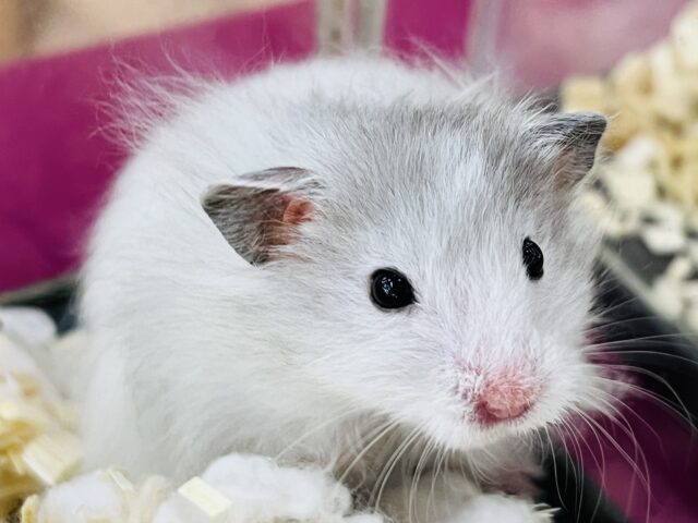 ゴールデンハムスター