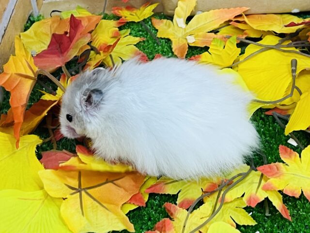 ゴールデンハムスター