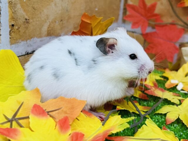 ゴールデンハムスター