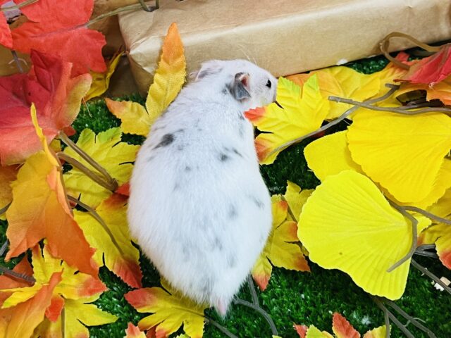 ゴールデンハムスター