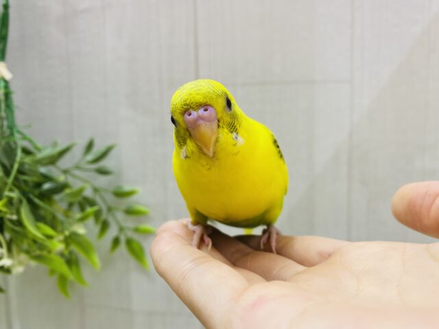 セキセイインコ