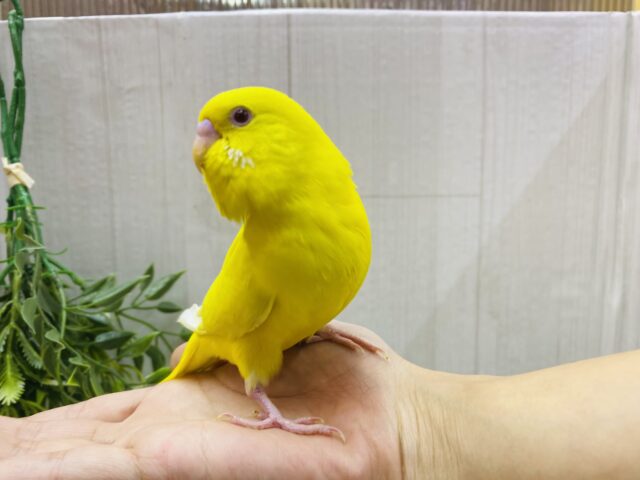 セキセイインコ