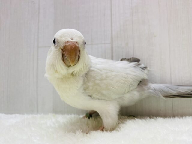 オキナインコ