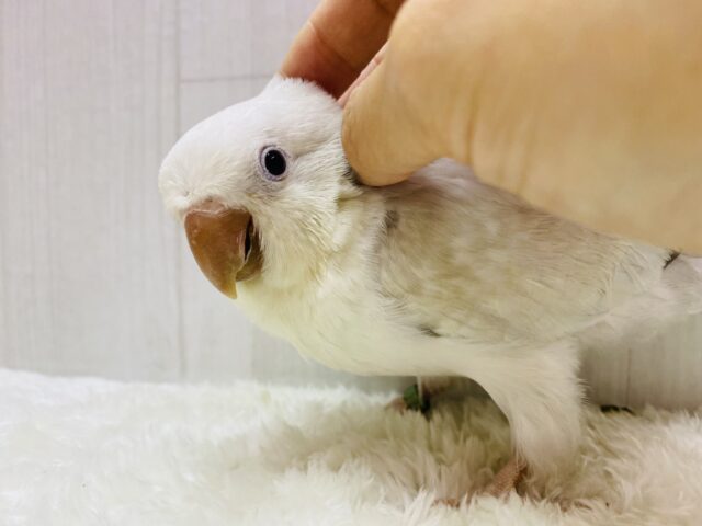 オキナインコ