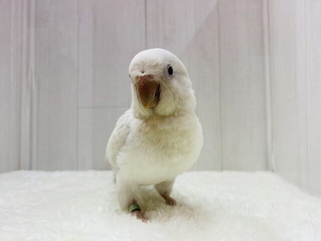 オキナインコ