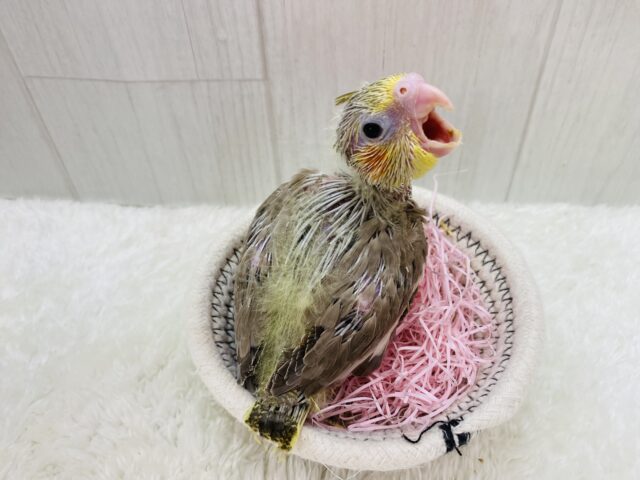 オカメインコ