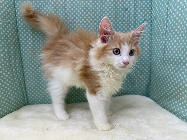 ノルウェージャンフォレストキャット