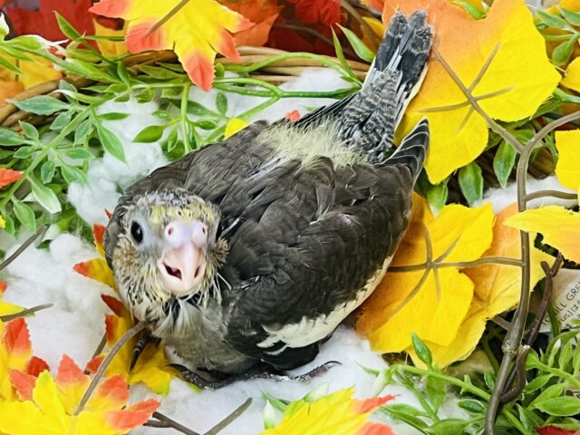 オカメインコ