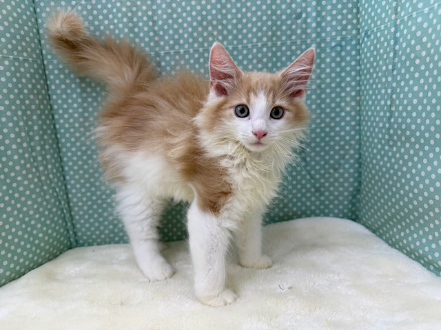 ノルウェージャンフォレストキャット