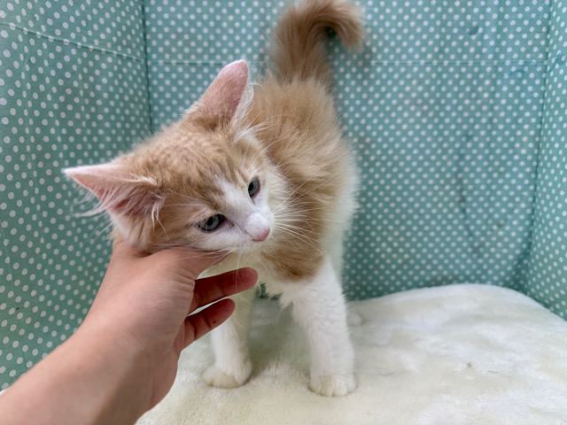 ノルウェージャンフォレストキャット