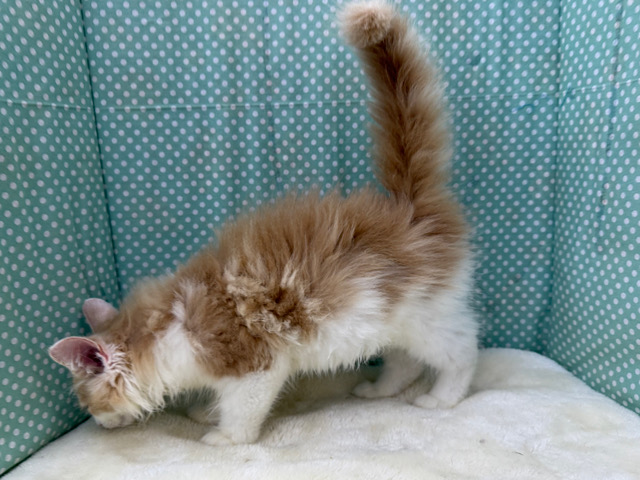 ノルウェージャンフォレストキャット