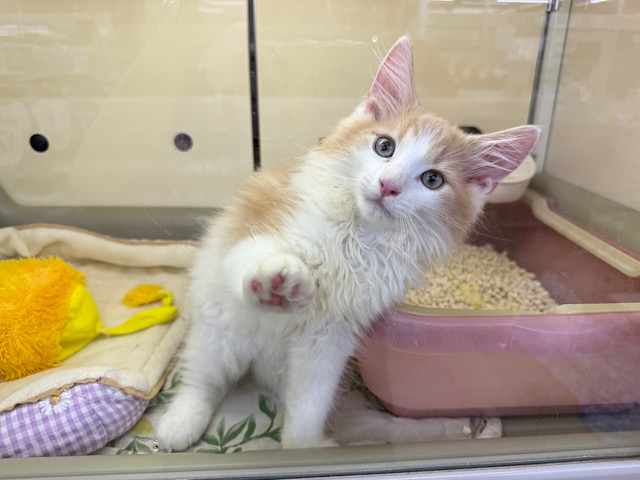 ノルウェージャンフォレストキャット